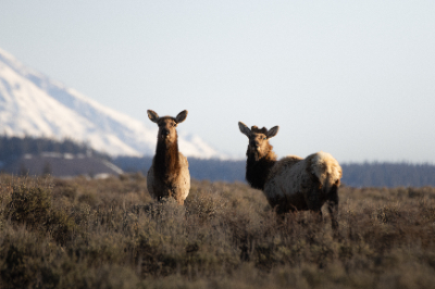 Grand Teton National Park