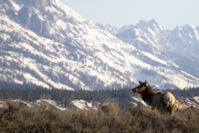 Grand Teton National Park