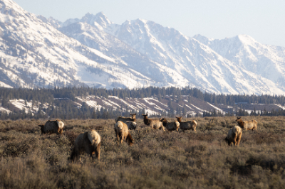 Grand Teton National Park