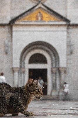 Kotor