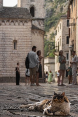 Kotor