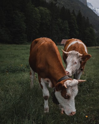 Lauterbrunnen