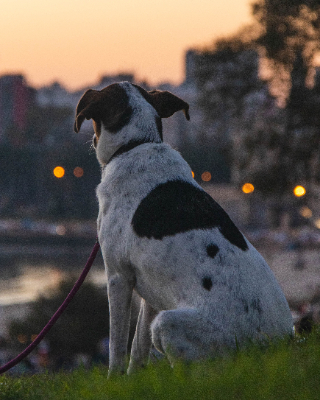 Montevideo