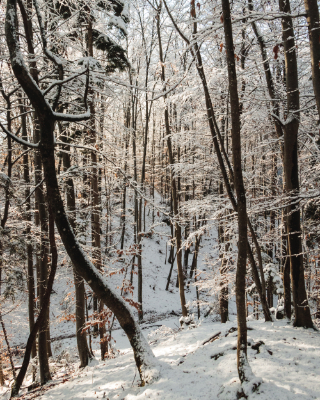 Woodlands
