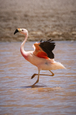 Reserva de Flamingos