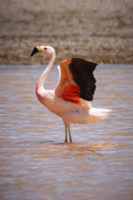 Reserva de Flamingos