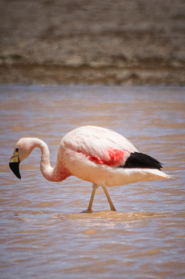 Reserva de Flamingos