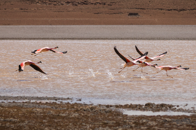 Reserva de Flamingos