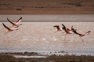 Reserva de Flamingos