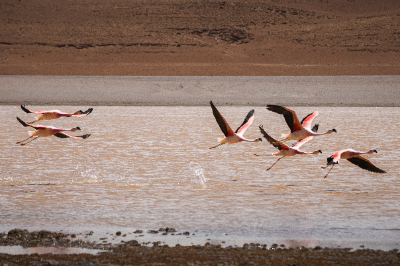 Reserva de Flamingos