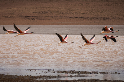 Reserva de Flamingos