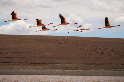 Reserva de Flamingos