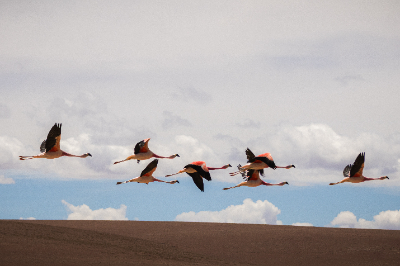 Reserva de Flamingos
