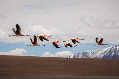 Reserva de Flamingos