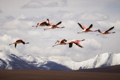 Reserva de Flamingos