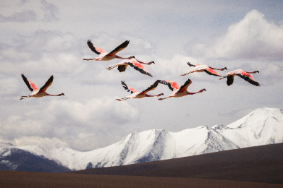 Reserva de Flamingos