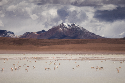 Reserva de Flamingos
