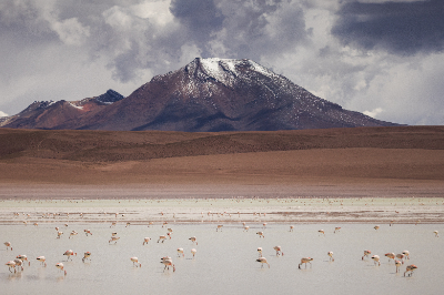 Reserva de Flamingos