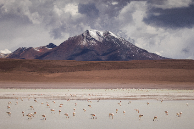 Reserva de Flamingos