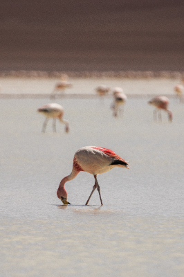 Reserva de Flamingos