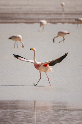 Reserva de Flamingos