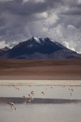 Reserva de Flamingos