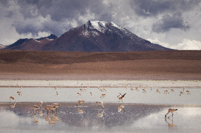 Reserva de Flamingos