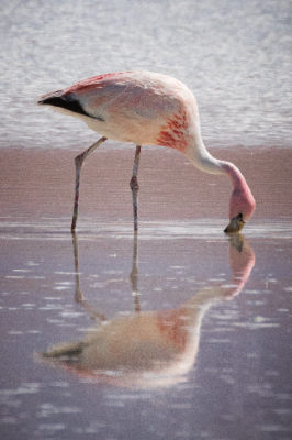 Reserva de Flamingos