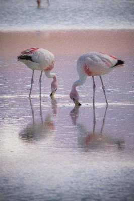 Reserva de Flamingos