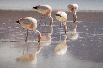 Reserva de Flamingos