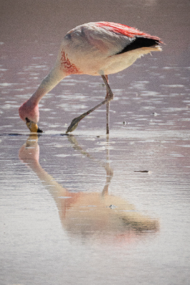 Reserva de Flamingos