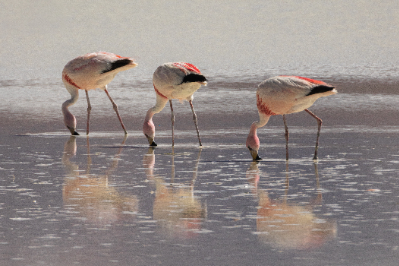 Reserva de Flamingos