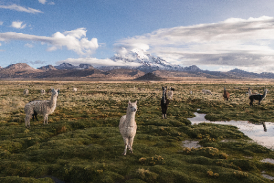 Sajama National Park
