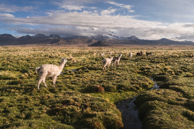 Sajama National Park