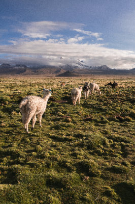 Sajama National Park