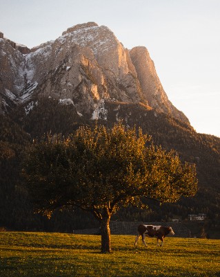 Siusi