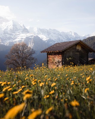Sulwald