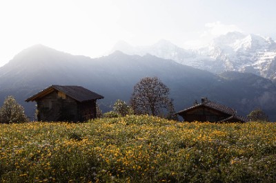 Sulwald