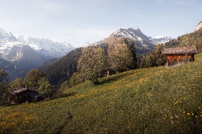 Sulwald
