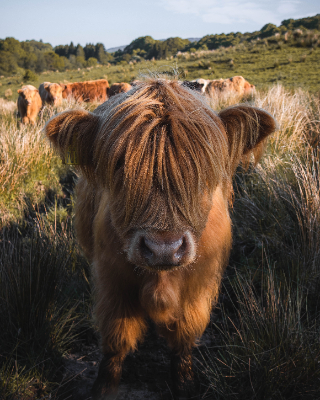 Taynuilt, Scotland