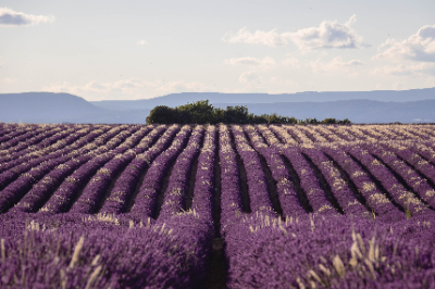 Valensole