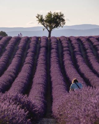 Valensole