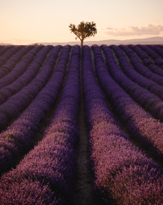 Valensole
