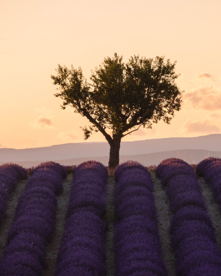 Valensole