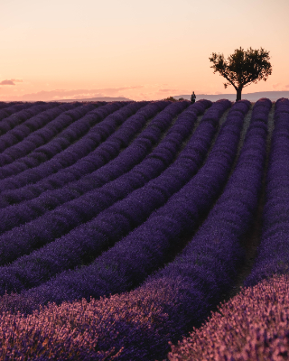 Valensole
