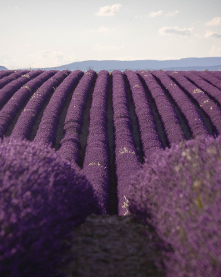 Valensole