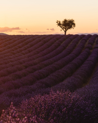 Valensole