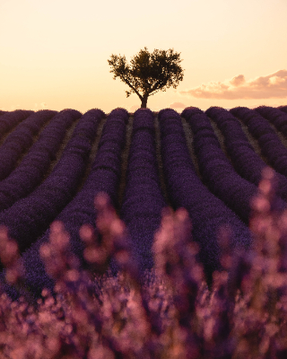 Valensole