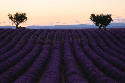 Valensole