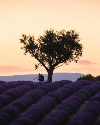 Valensole